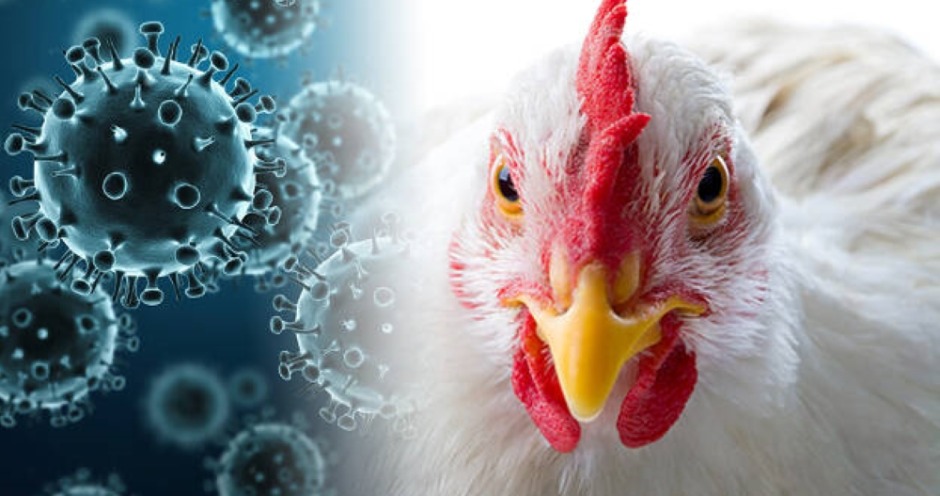 В Україні знов виявили пташиний грип: чи загрожує він людям?